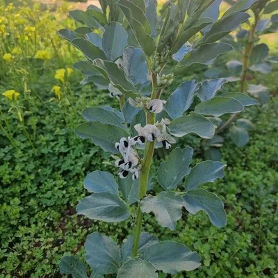 fava