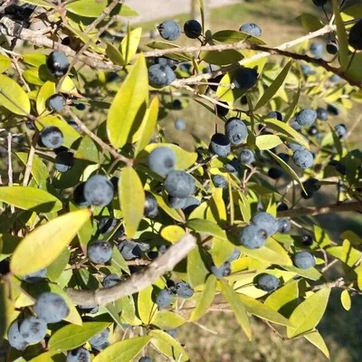 Myrtus communis