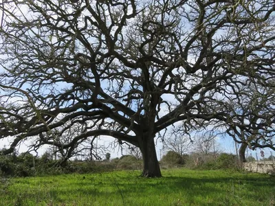 Vallonea