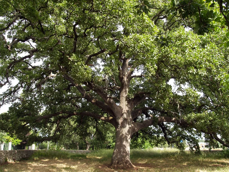 Quercia Vallonea