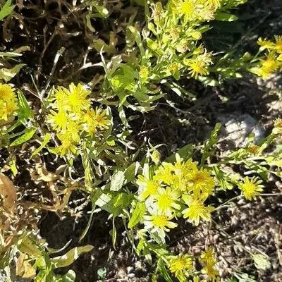 Enula viscosa
