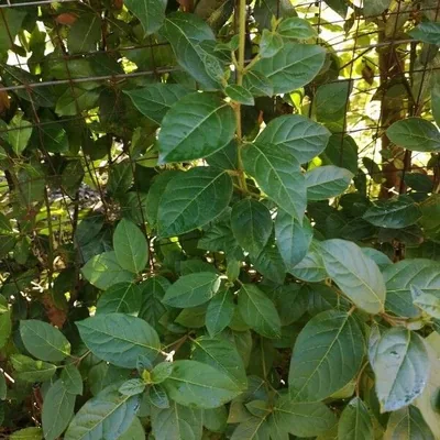 Viburno