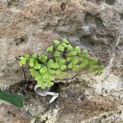Capelvenere Comune