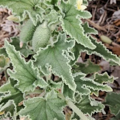 Cocomero asinino
