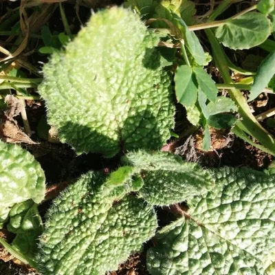 Borragine comune