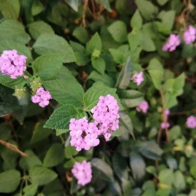 Lantana montevidensis