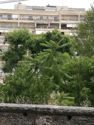 ailanto