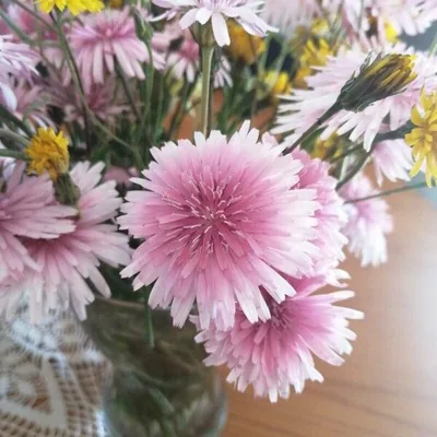 Radicchiella rosea