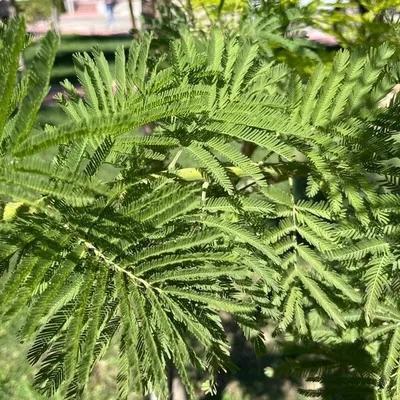 Mimosa