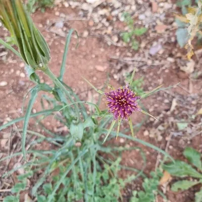 Barba di Becco violetta