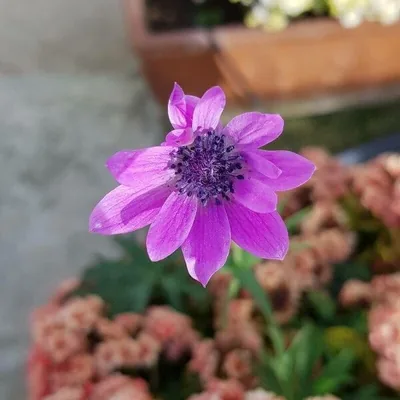 Fior di stella