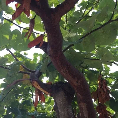 Albero di Giuda