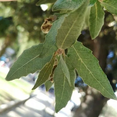 Leccio
