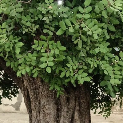 Carrubo