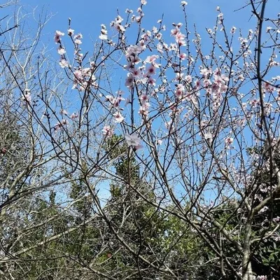 Prunus persica