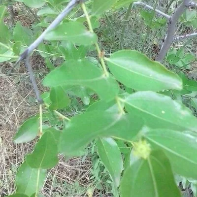Ziziphus jujuba