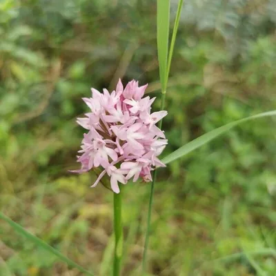 Orchide