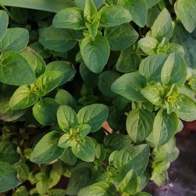 Origano comune