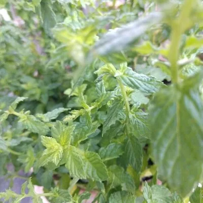 Menta Romana