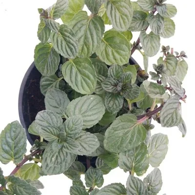 Menta piperina