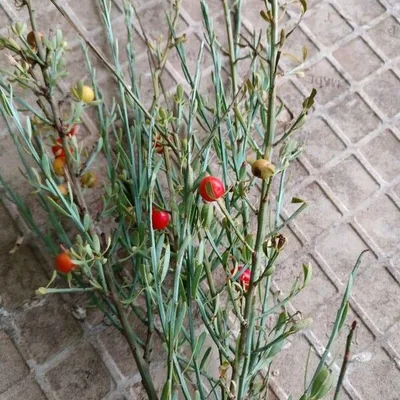 Ginestrella comune