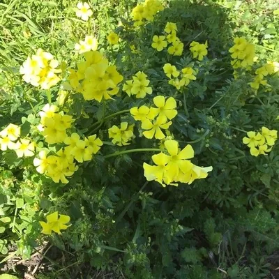 Acetosella gialla