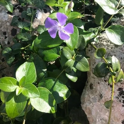 Pervinca maggiore