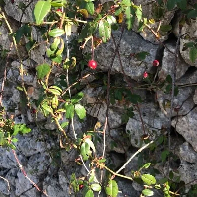 Rosa selvatica comune