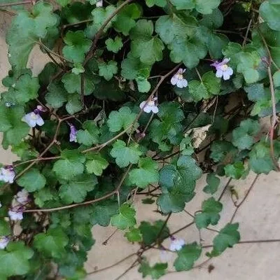 Cimbalaria