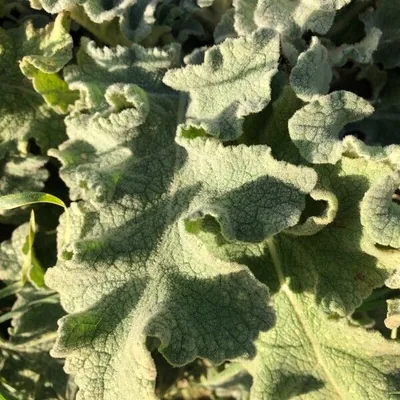 Verbascum sinuatum