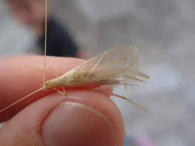 Oecanthus dulcisonans