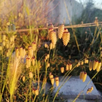 Sonaglini maggiori