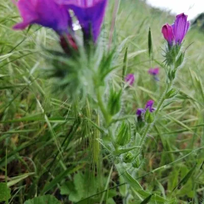 Viperina piantaginea