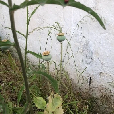 Papavero domestico