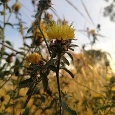 Centaurea sicula