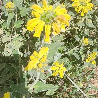 Salvione giallo