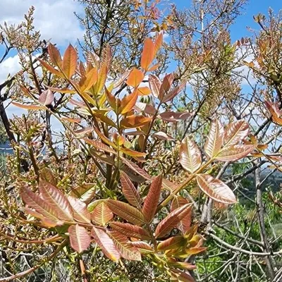corno