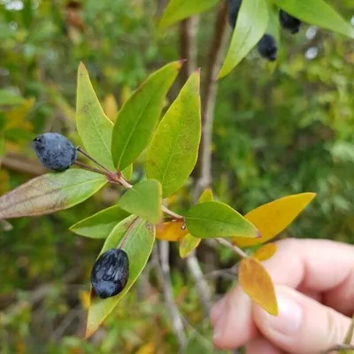 Myrtus communis
