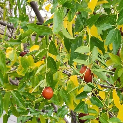 Ziziphus jujuba