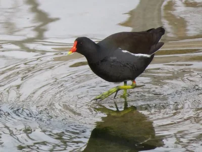 gallinella d'acqua