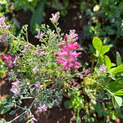 Fumaria a fiori densi