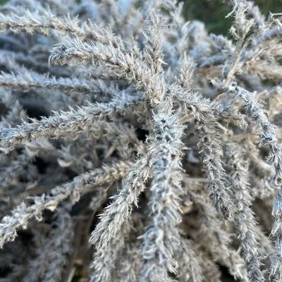 Echium italicum