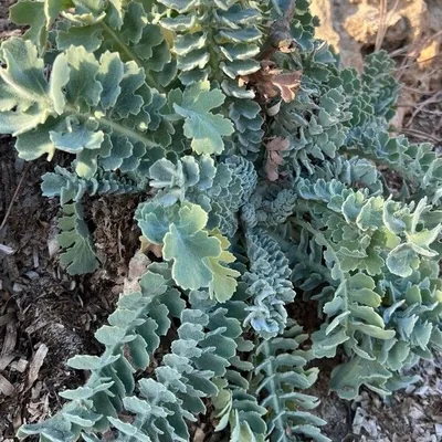 Papavero cornuto