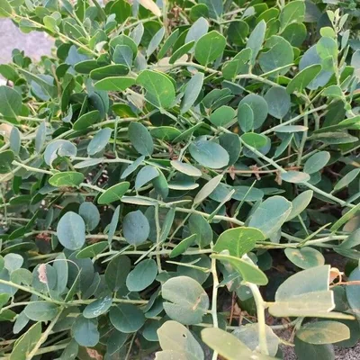 Cappero