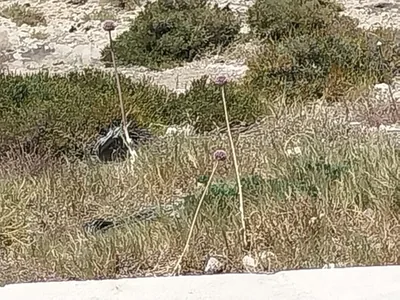 Aglio delle isole