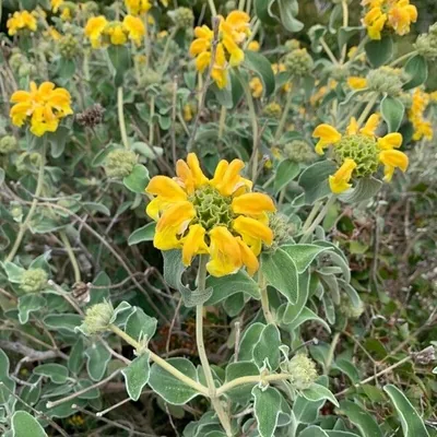 Salvione giallo