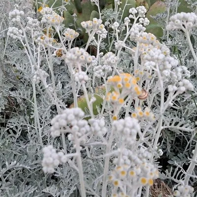 senecione marino