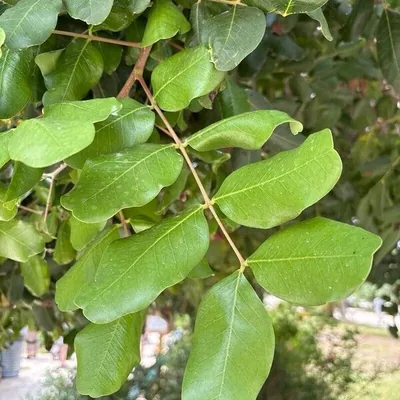 Carrubo