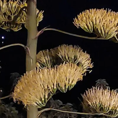 Agave