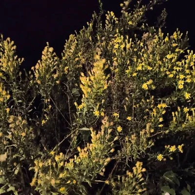 Enula viscosa